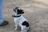 Französische Bulldogge Hund