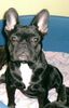 Französische Bulldogge Foto: Cira (ID 31023) Französische Bulldogge Hund