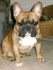 Französische Bulldogge Foto: Bronco (ID 31022) Französische Bulldogge Hund