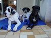Französische Bulldogge Hund