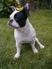 Französische Bulldogge Hund