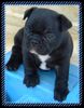 Französische Bulldogge Foto: b-litter (ID 45520) Französische Bulldogge Hund
