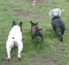 Französische Bulldogge Hund