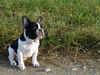 Französische Bulldogge Hund