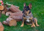 Französische Bulldogge Hund