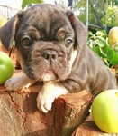 Französische Bulldogge Hund