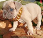 Französische Bulldogge Foto: Welpe des Hauses Säphline v. Monarchieline....Mädel in lilac-creme... (ID 47640) Französische Bulldogge Hund