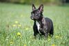 Französische Bulldogge Foto: Annettchen little sunrise von den Diggy Dogs - brindle (ID 46739) Französische Bulldogge Hund