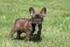 Französische Bulldogge Foto: Bavarian Bulls Tiger Lilly Betty-Lou - brindle (ID 46740) Französische Bulldogge Hund