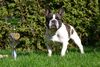 Französische Bulldogge Hund