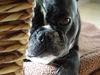 Französische Bulldogge Foto: Versteckspiel (ID 46773) Französische Bulldogge Hund