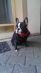 Französische Bulldogge Foto: unsere Dodge ist fertig für den Frühsport, heute steht Joggen auf dem Plan. Bild ist aus November (ID 47161) Französische Bulldogge Hund