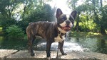 Französische Bulldogge Foto: dodge beim spazieren gehen (ID 47243) Französische Bulldogge Hund