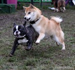 Französische Bulldogge Foto: unsere kleine dodge beim spielen mit shiba inu freundin melody (ID 47027) Französische Bulldogge Hund