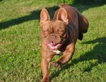 Französische Bulldogge Hund