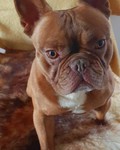 Französische Bulldogge Hund