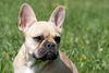 Französische Bulldogge Foto: Sweet Crazy Bulls Dreaming Girl Dajana 4 Diggy Dogs (ID 46741) Französische Bulldogge Hund