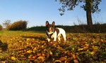 Französische Bulldogge Foto: Vitali ist 2011 geboren und ein ganzer Kerl. Er liebt lange Spaziergänge, wie hier in der herrlichen Herbstsonne. (ID 47264) Französische Bulldogge Hund