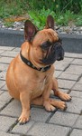 Französische Bulldogge Hund