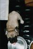 Französische Bulldogge Hund
