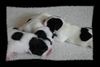 Französische Bulldogge Hund