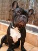 Französische Bulldogge Hund