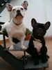Französische Bulldogge Hund
