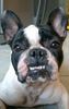 Französische Bulldogge Hund