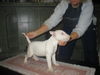 Französische Bulldogge Hund