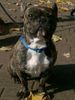 Französische Bulldogge Hund
