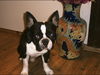 Französische Bulldogge Foto: yin-yang filou (ID 35749) Französische Bulldogge Hund