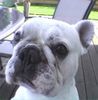 Französische Bulldogge Hund