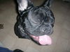 Französische Bulldogge Foto: iiiiii gitt .... (ID 39248) Französische Bulldogge Hund