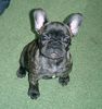 Französische Bulldogge Hund