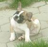 Französische Bulldogge Foto: joop (ID 45521) Französische Bulldogge Hund