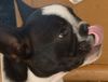 Französische Bulldogge Hund