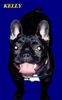 Französische Bulldogge Hund