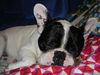 Französische Bulldogge Foto: Hier bin ich noch klein magic (ID 31832) Französische Bulldogge Hund