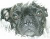 Französische Bulldogge Foto: Wolf im Schaafspelz (ID 20085) Französische Bulldogge Hund