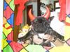 Französische Bulldogge Hund