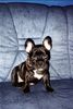 Französische Bulldogge Hund