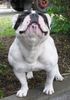 Französische Bulldogge Foto: ich bin kein anaboliker Tiger (ID 31914) Französische Bulldogge Hund