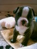 Französische Bulldogge Foto: Frauchen sagt: Ich bin sooo süß und frech (ID 39389) Französische Bulldogge Hund