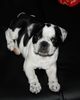 Französische Bulldogge Foto: Mathilda mit 9 wochen (ID 46044) Französische Bulldogge Hund