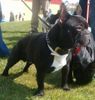 Französische Bulldogge Hund