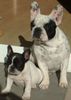 Französische Bulldogge Foto: medusa+tiny (ID 45522) Französische Bulldogge Hund