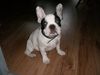 Französische Bulldogge Foto: Merlin (ID 35256) Französische Bulldogge Hund