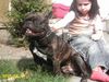 Französische Bulldogge Foto: Caron , der Mann von Mabel ! (ID 25834) Französische Bulldogge Hund