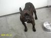 Französische Bulldogge Foto: Caron , der Mann von Mabel ! (ID 25833) Französische Bulldogge Hund