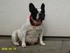 Französische Bulldogge Foto: Unsere Mabel hoch tragend (ID 25832) Französische Bulldogge Hund